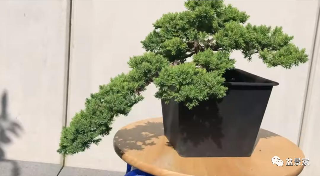 柏树小苗多少钱一棵 (柏树一棵大概得卖多少钱)