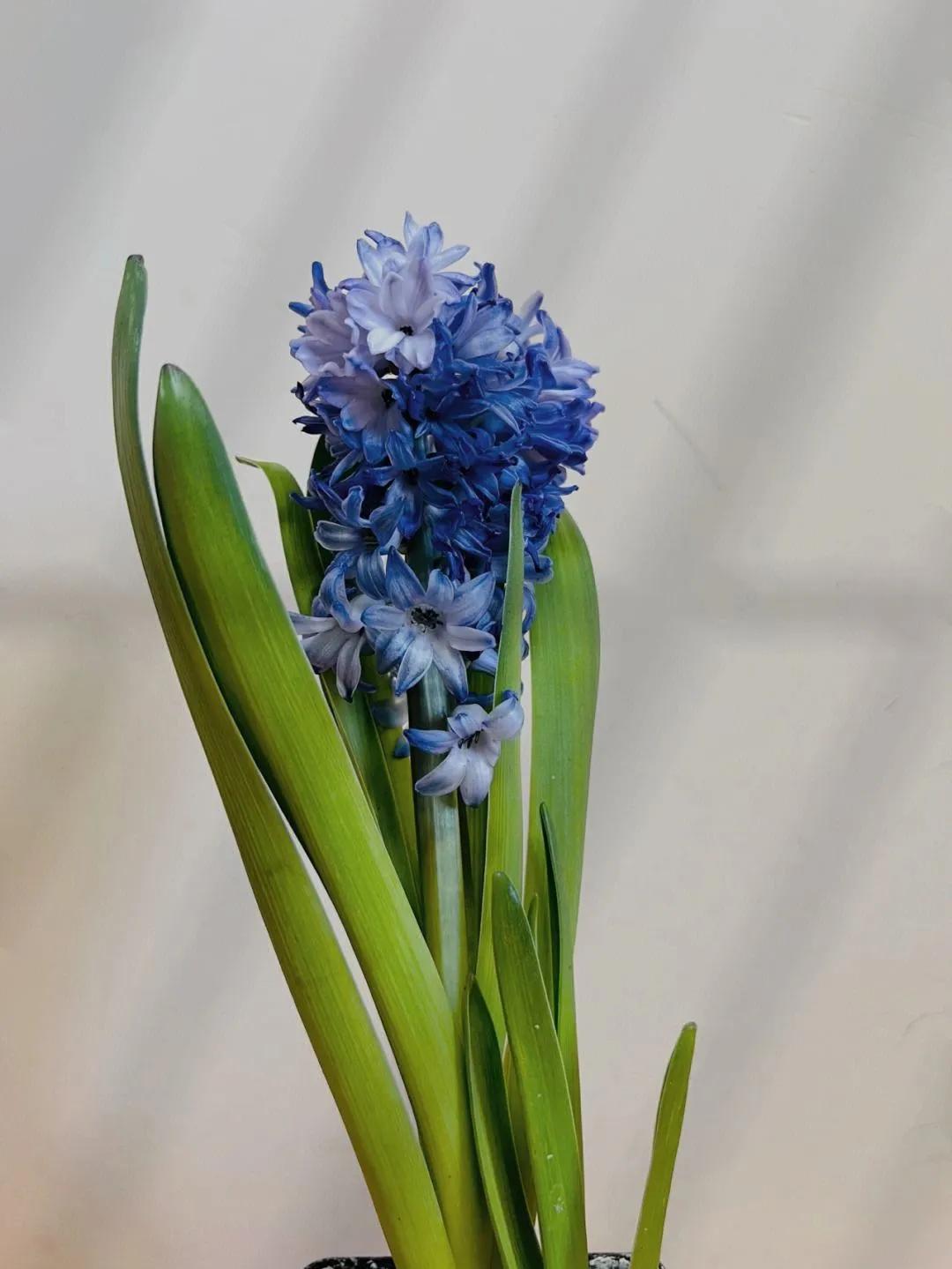 十二星座本命香水,十二星座本命星座