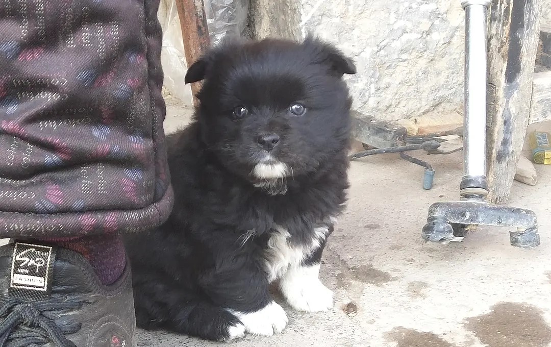 四脚白的狗为什么不能带进家,家里养黑狗白胸四蹄黑十大忌讳