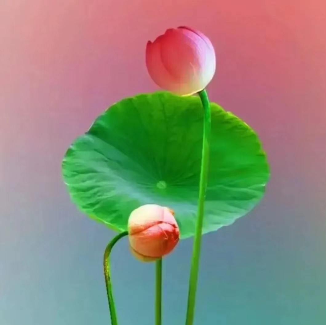 鹧鸪天词400首,鹧鸪天进阶