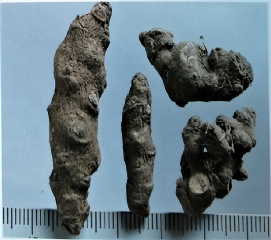 三七和金不换是一样的吗,金不换和三七是同一种中药吗