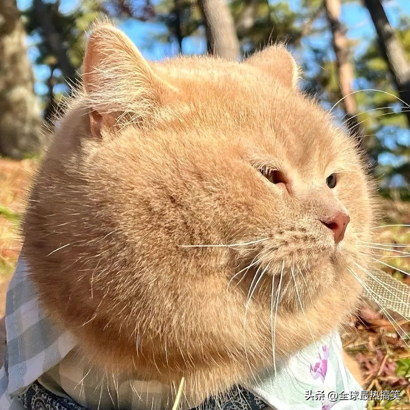 业主群都有哪些奇葩事,业主群各种吐槽