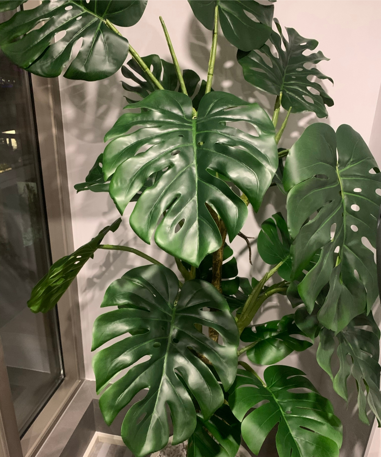 治愈系盆栽绿植推荐,室内小型绿植花卉推荐品种