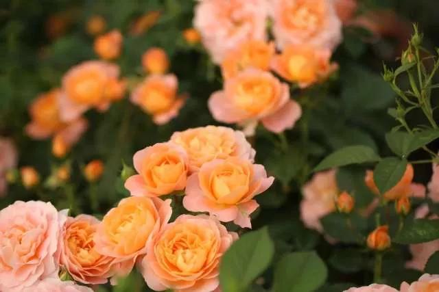 月季品种醉花,月季品种大全及图片欣赏