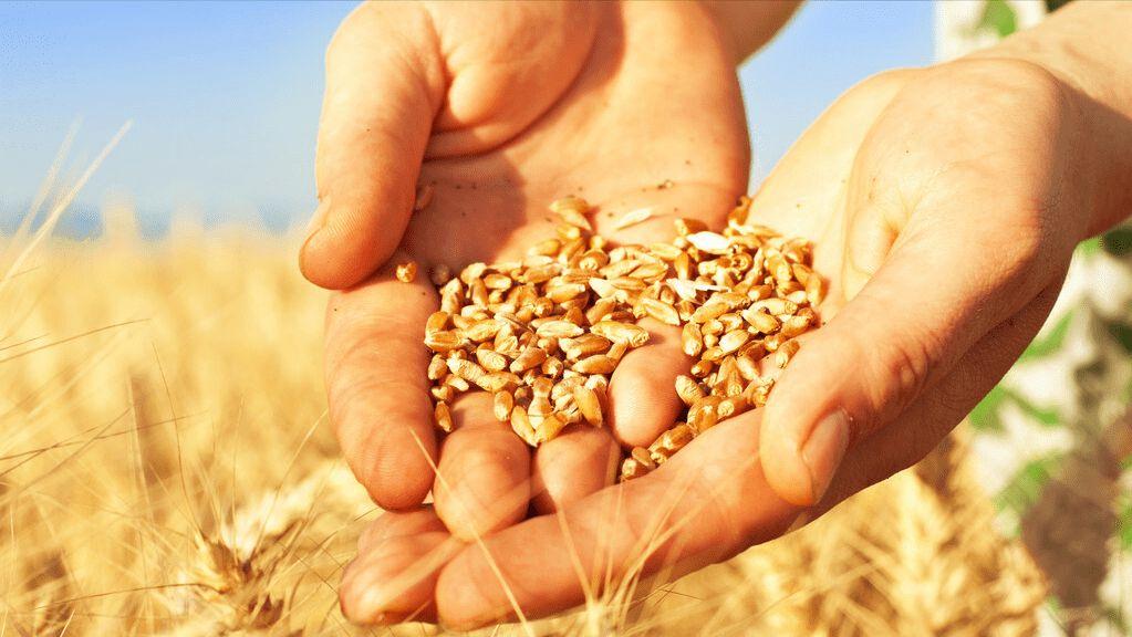 俄罗斯小麦有哪些品种,俄罗斯小麦为什么比欧洲小麦便宜