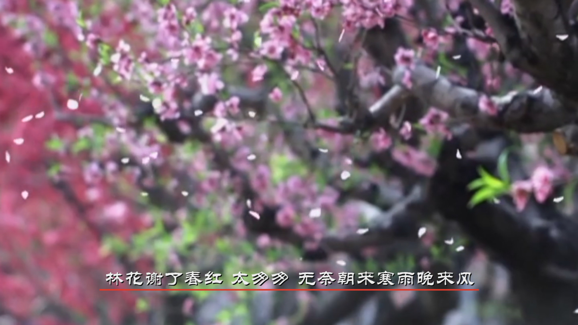 四十集文学教育片《宋词别韵》解说词第二集千古词帝,下