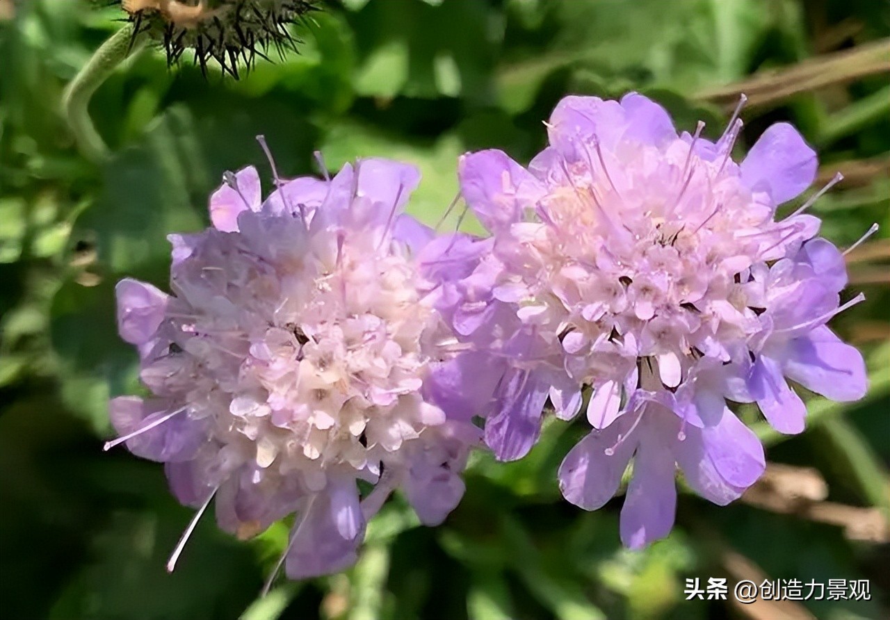 夏季好养的花卉有哪些,夏季的常见花卉有哪些