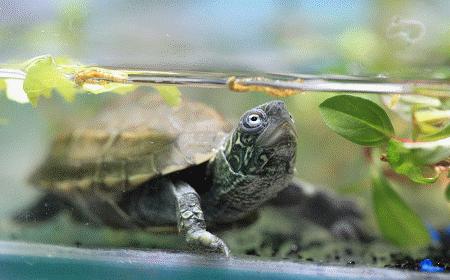 龟长期食龟粮好吗,龟吃龟粮好还是活的好