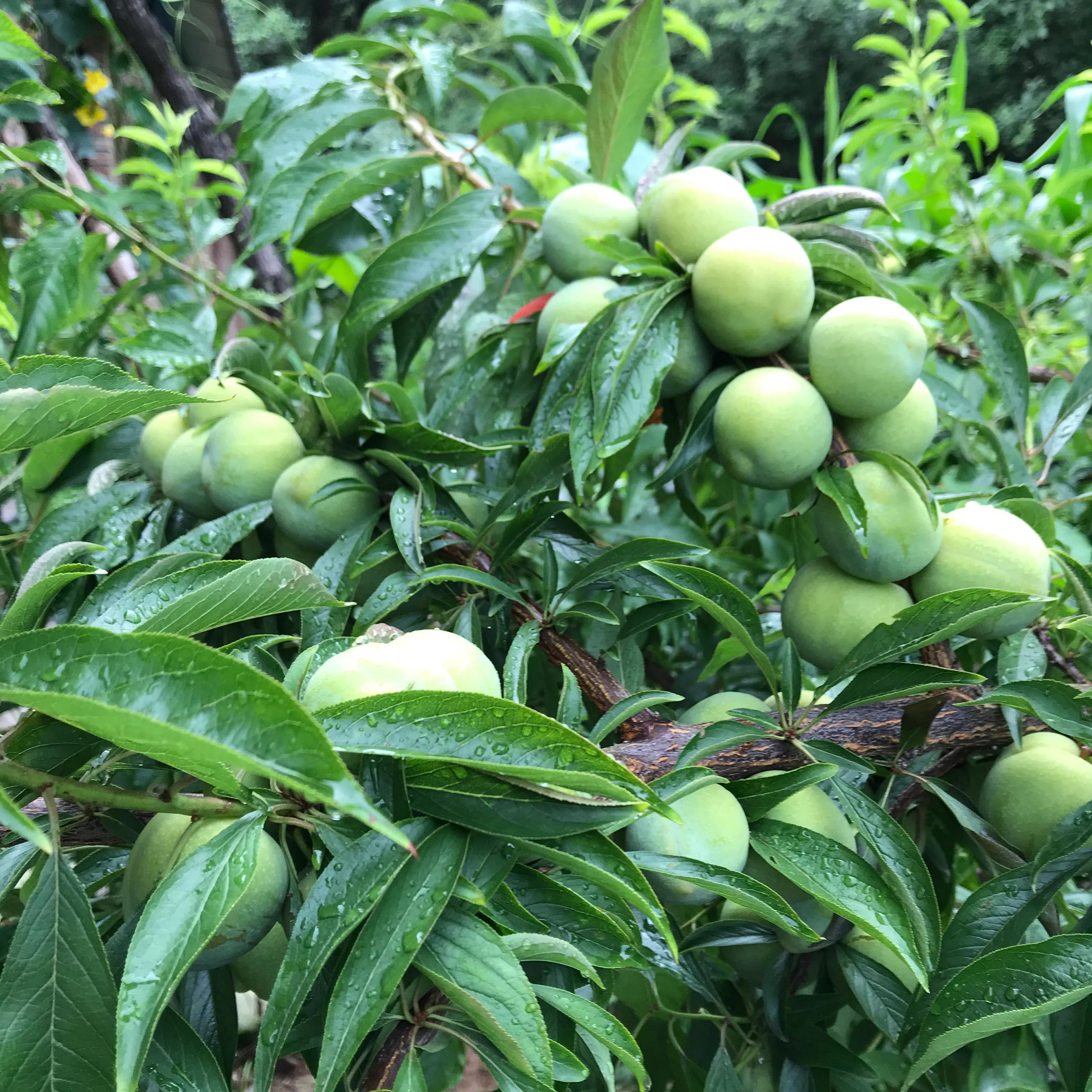世外桃源山顶的隐居生活,山顶世外桃源