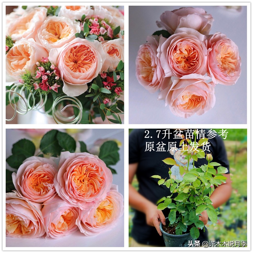 月季嫁接苗好还是扦插苗好,爬藤月季扦插苗好还是嫁接苗好