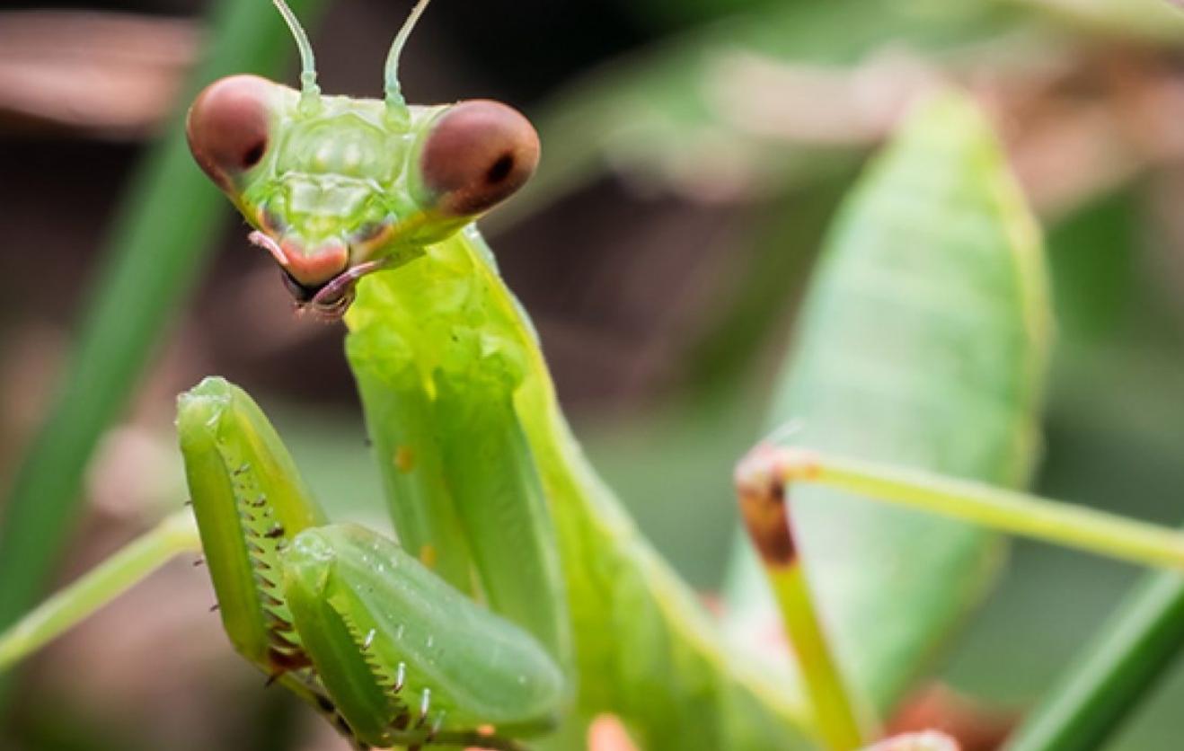 母螳螂一交配，就会吃自己的“丈夫”，难道不怕公螳螂反抗？