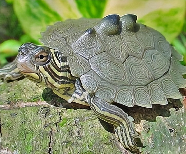 地图龟十大最好养的深水龟,新手养龟方法养什么龟最好