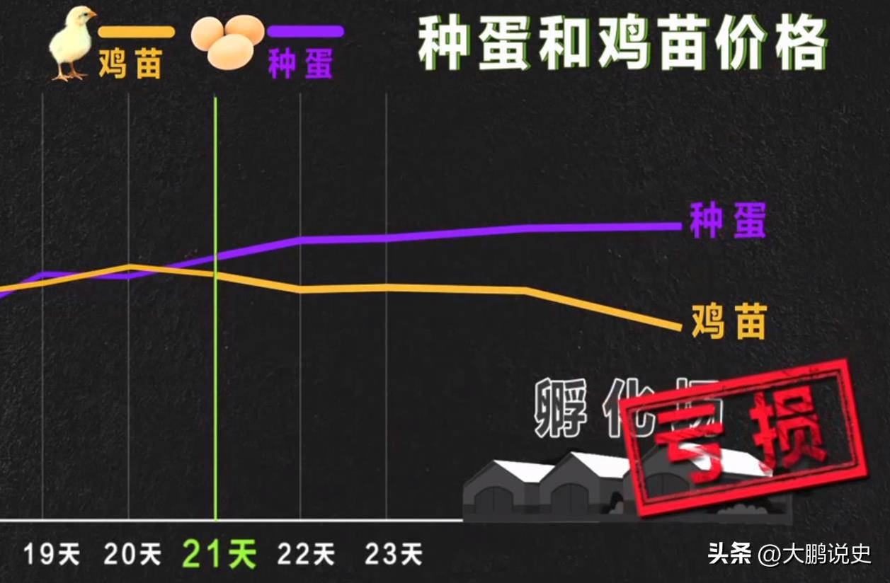 2021年山东富二代研制凤凰蛋，被嘲笑人傻钱多，一年狂赚1000万