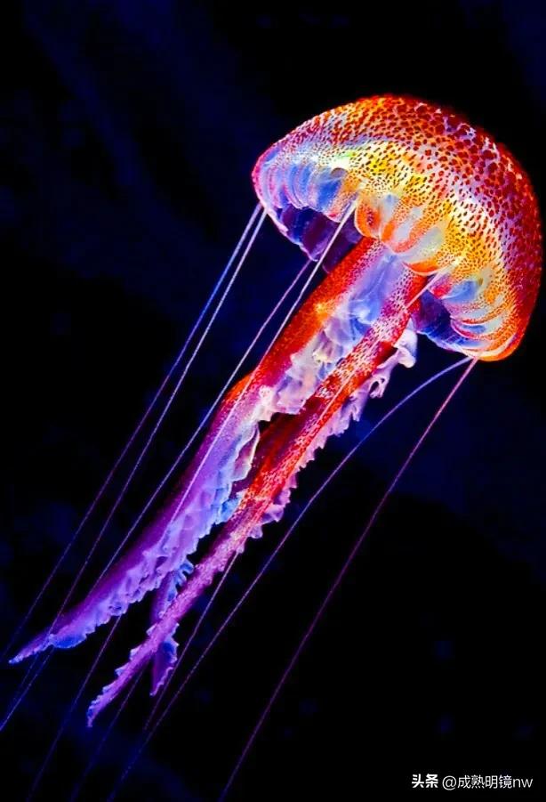 奇怪又美丽的水母,透明漂亮的水母