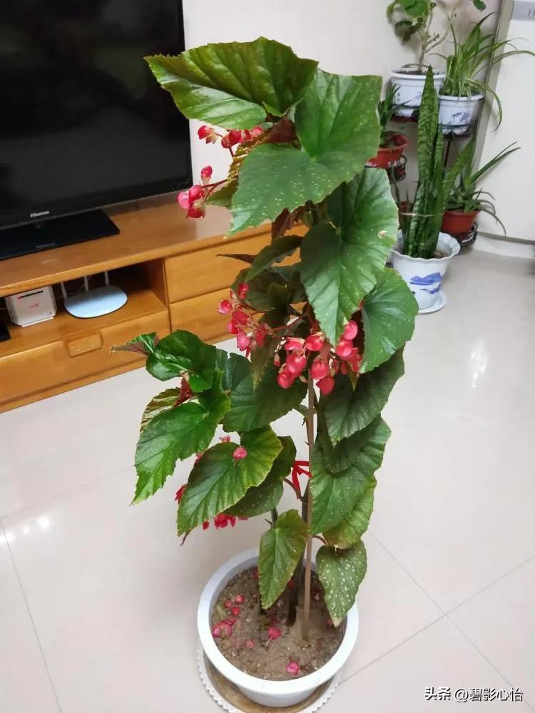 竹节海棠有根无叶能活吗,竹节海棠能否长久日照