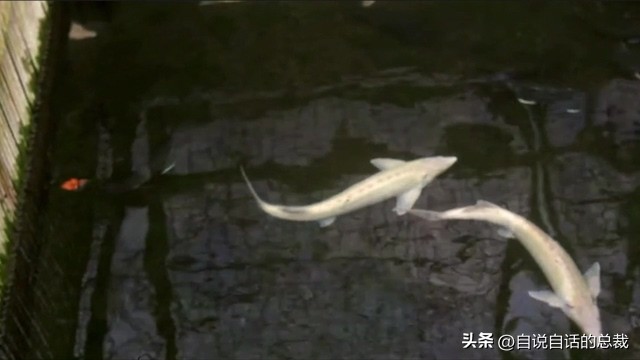 从2亿年不进化的王者，到比黄金还贵的食物，背后隐藏着商业秘密