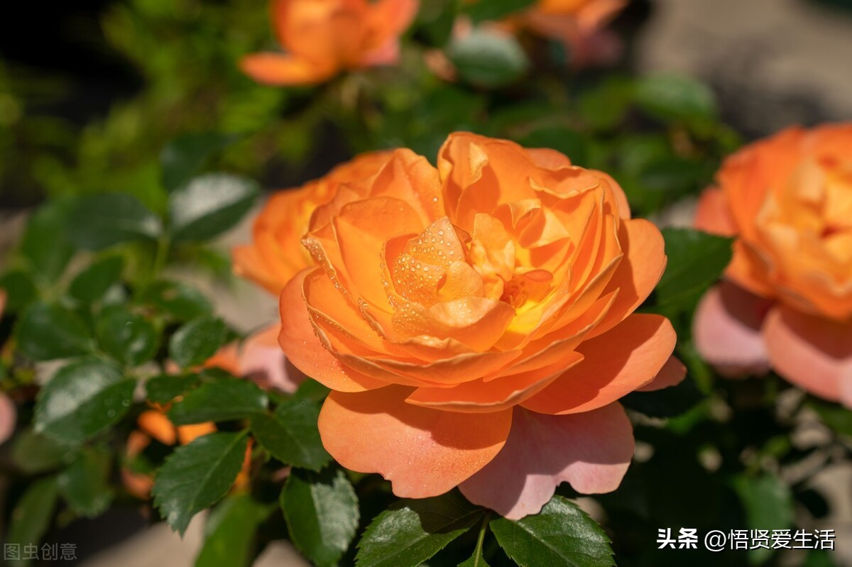 装修房子吸甲醛最好的是什么植物,新房入住有什么植物适合吸甲醛