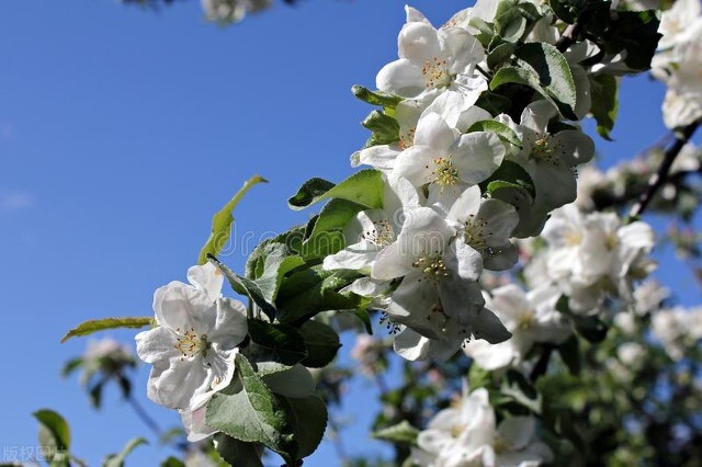 40涓彉缇庡皬濡欐嫑,11宀佸彉缇庡皬濡欐嫑