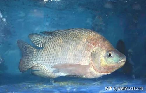 鲶鱼是世界上最脏的鱼,中国十大最脏鱼是什么鱼