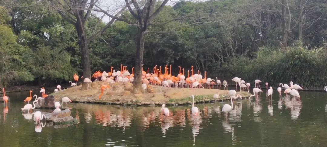 一月份去上海野生动物园和海洋馆,十一带大家去上海野生动物园玩