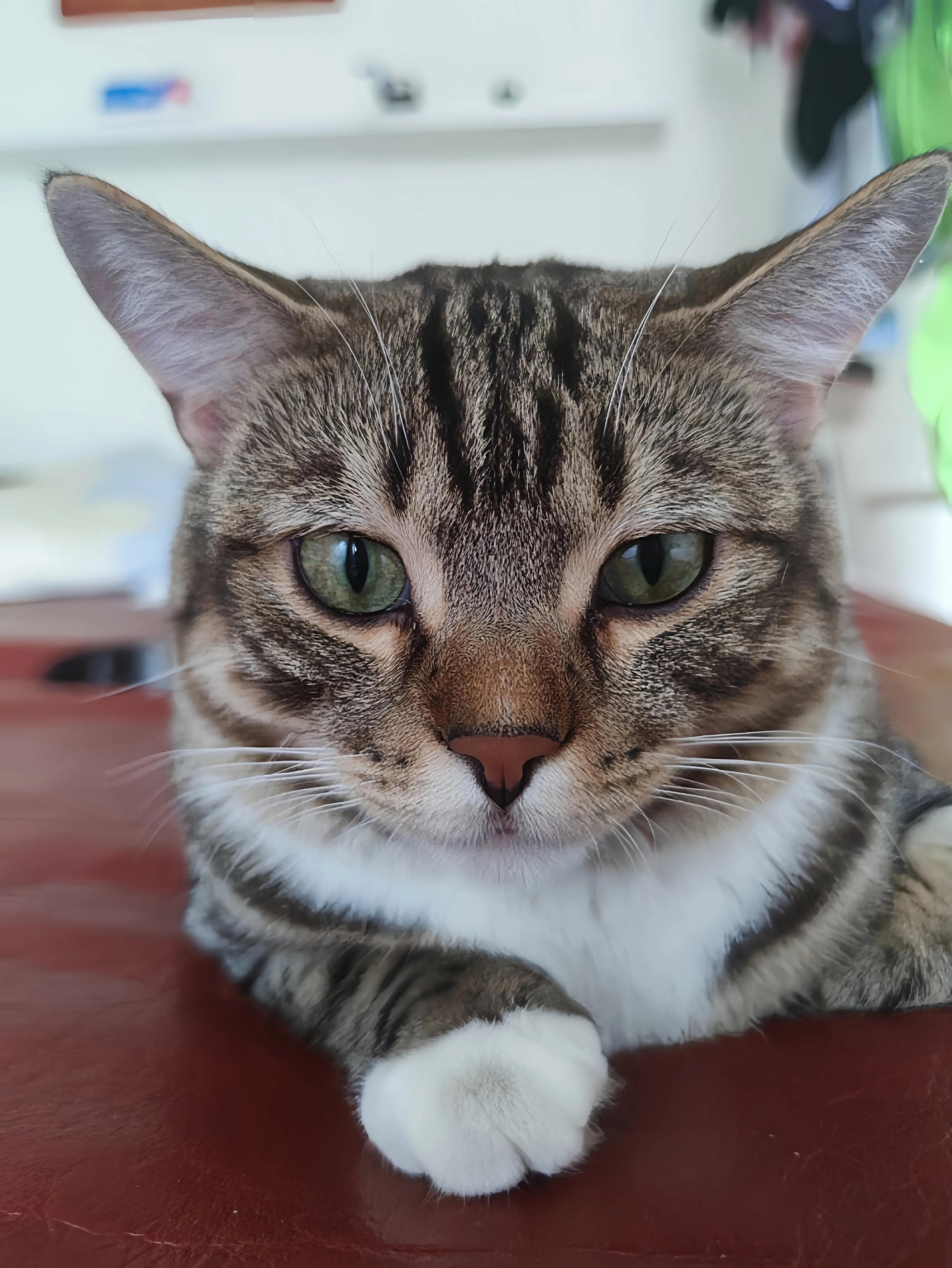 猫咪品种推荐500元以内,叫蒜头的猫咪是什么品种的