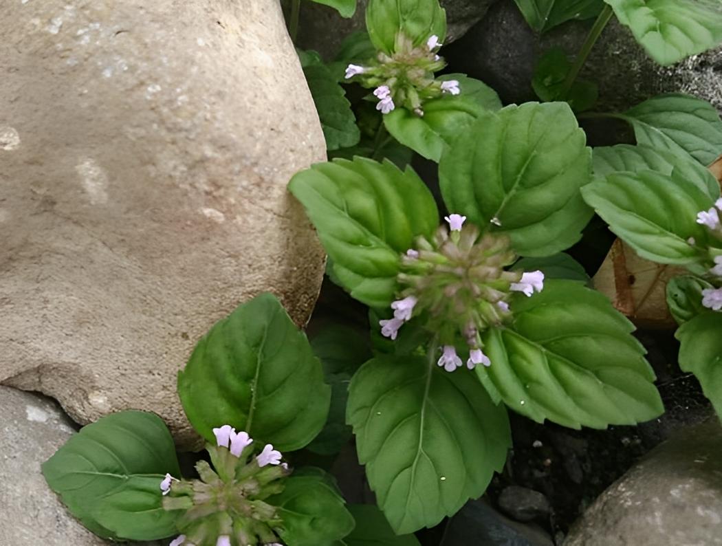 肾衰草功效,农村有一野草俗称肾草