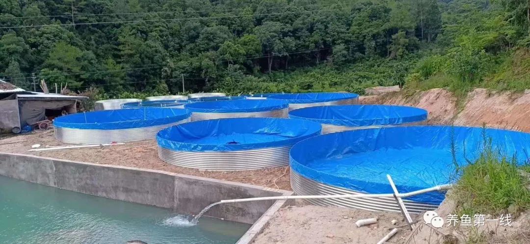 家鱼养殖如何投苗,养殖鱼技术和鱼苗