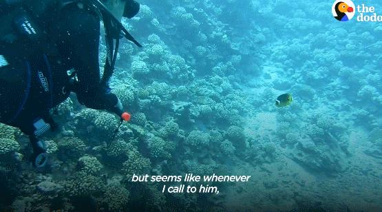 国外美女姐姐海里偶遇一只小鱼，竟引发神奇友谊！网友：前世情人