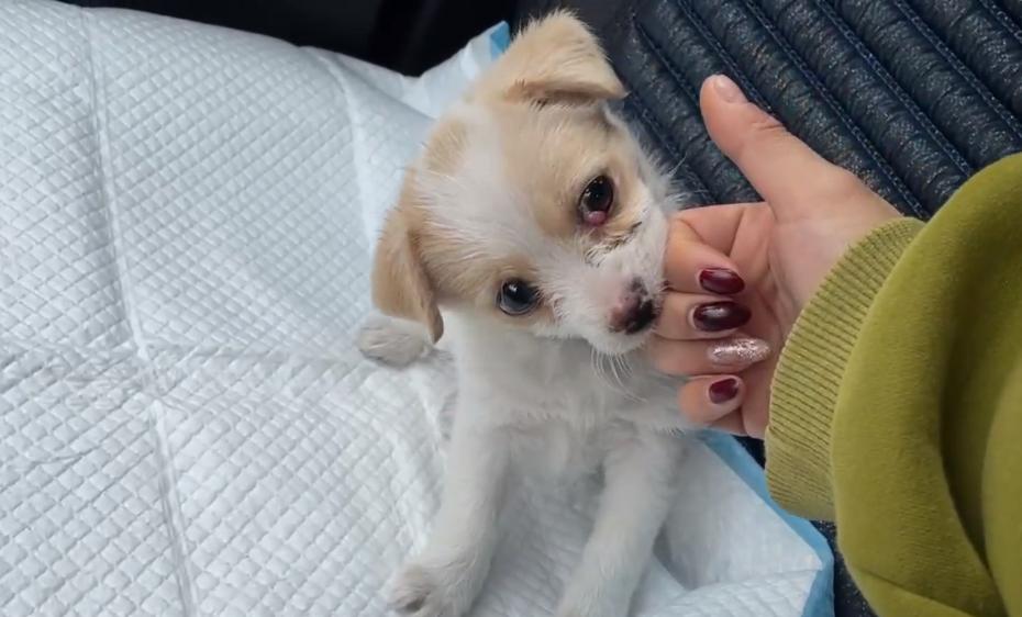 黑龙江：眼中长息肉的狗宝宝，紧抱志愿者的手，狗狗：别再抛弃我