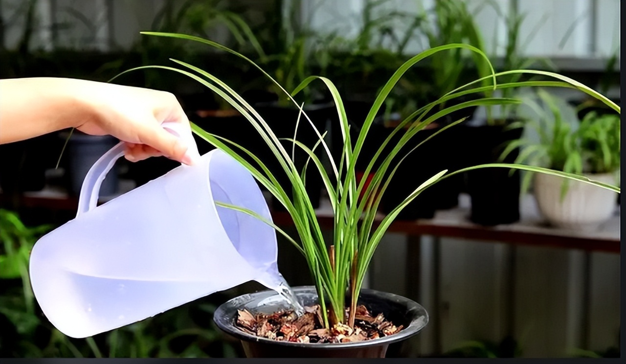 5种花浇不死浇水越多长得越旺,十种不能乱浇水的花