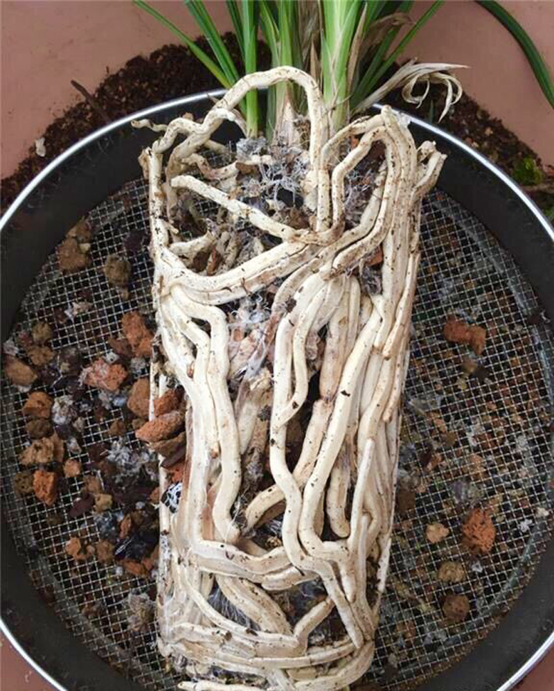 兰花需要什么菌才能活,兰花植料长白色菌丝什么原因