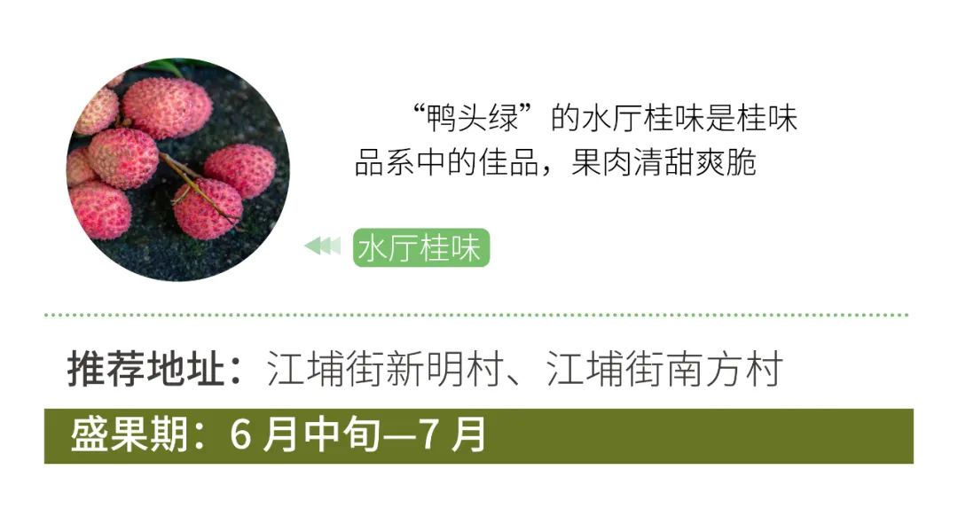 从化摘果攻略,从化摘水果攻略