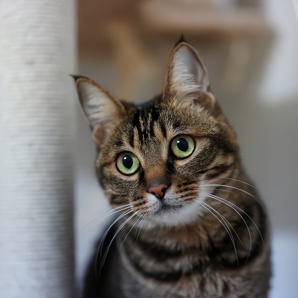 狸花猫为什么不建议养猫,养猫千万不要养狸花猫