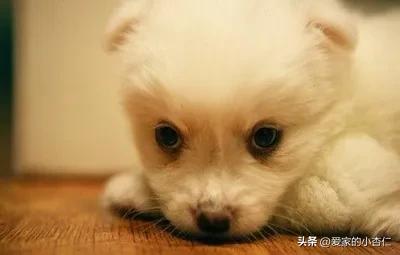 拴狗绳的狗被车撞了怎么赔偿,拴着绳子的狗被车撞