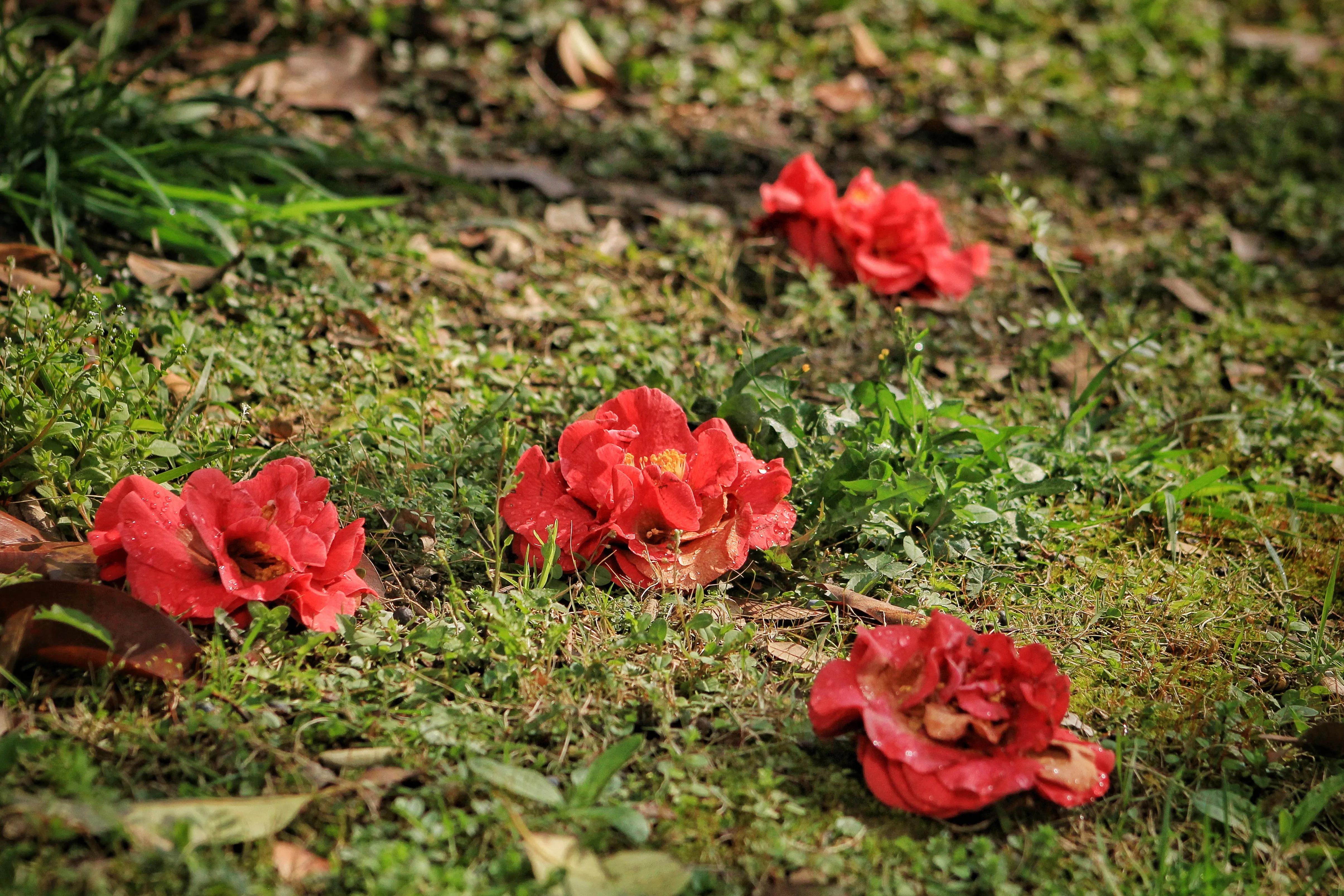 花卉茶花,花卉茶花苗