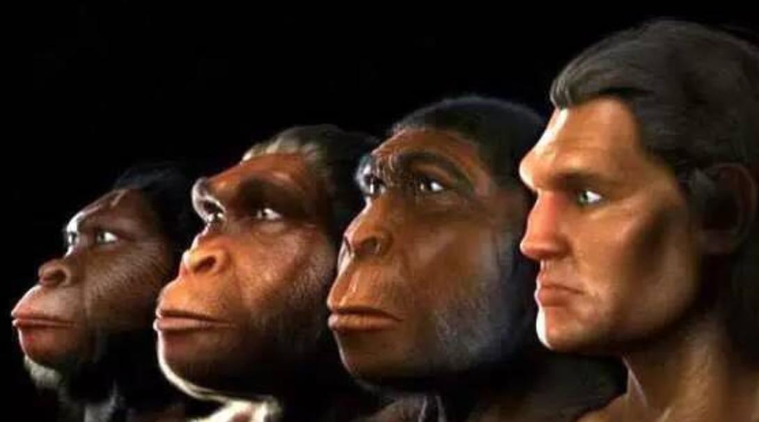 国字形脸的猴子,国字脸和络腮胡的猴子