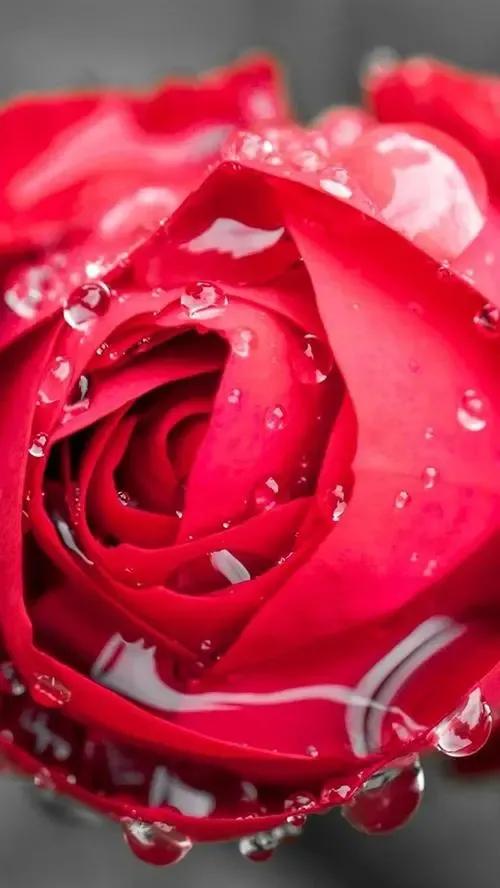 农历四月十五日，送你九九红玫瑰，祝君事业红红火火