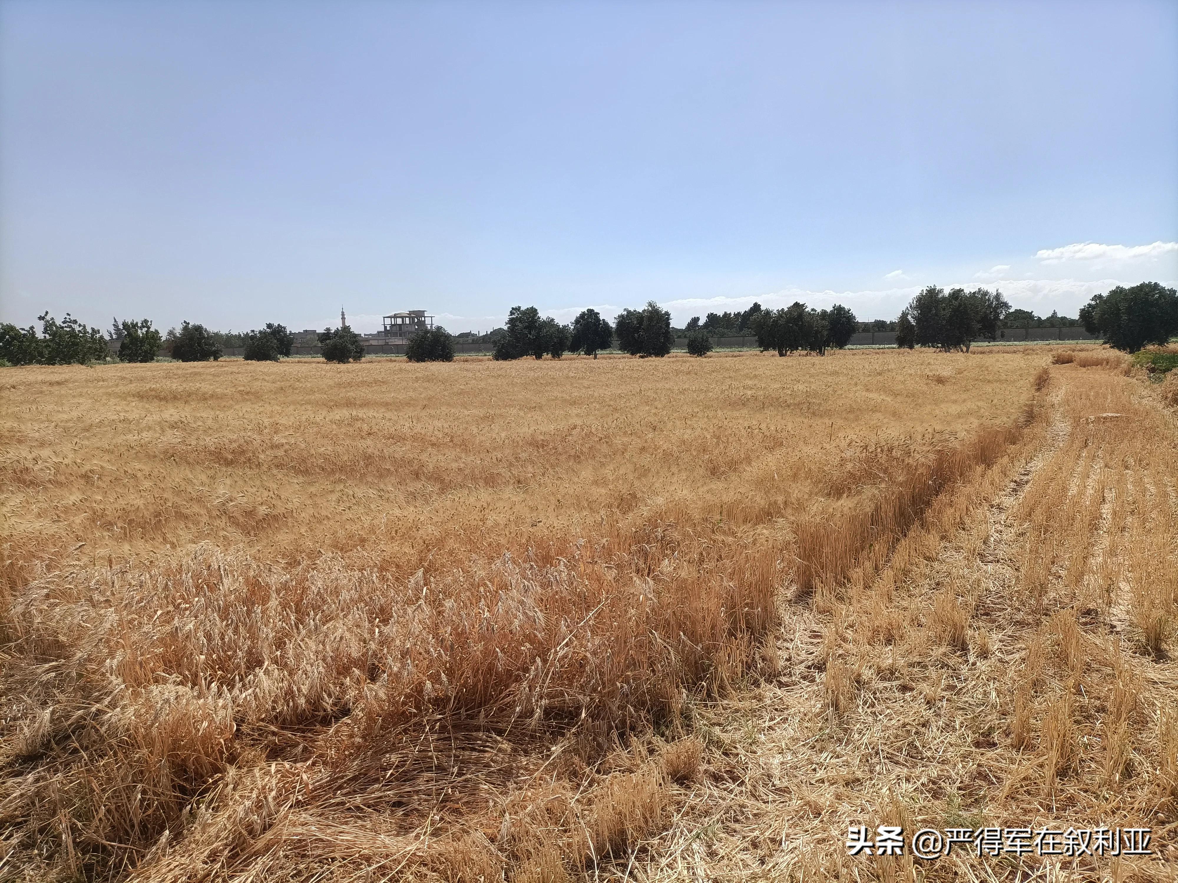 叙利亚农业商机,叙利亚农业发展商机