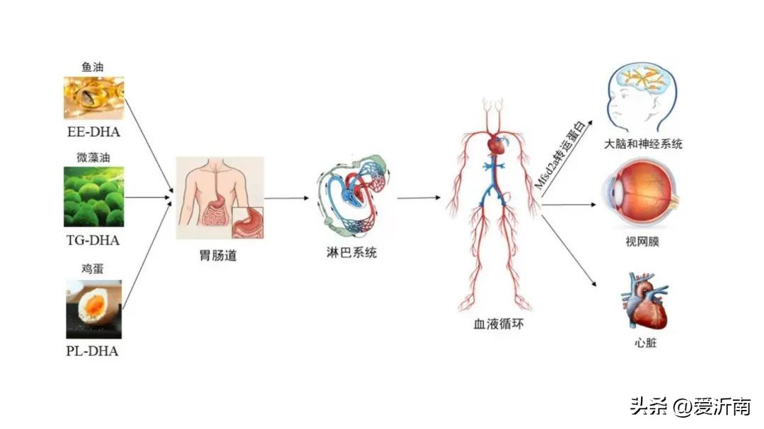 dha不要随便补品质很重要,dha平时忘了吃怎么补回来