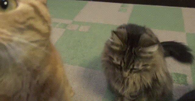 猫咪有哪些表现说明它过得很幸福,猫咪有哪些表现证明你养得好呢