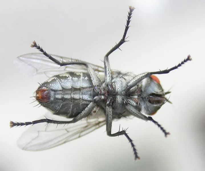 生猛的苍蝇，脑袋掉了，还能放手里搓着玩