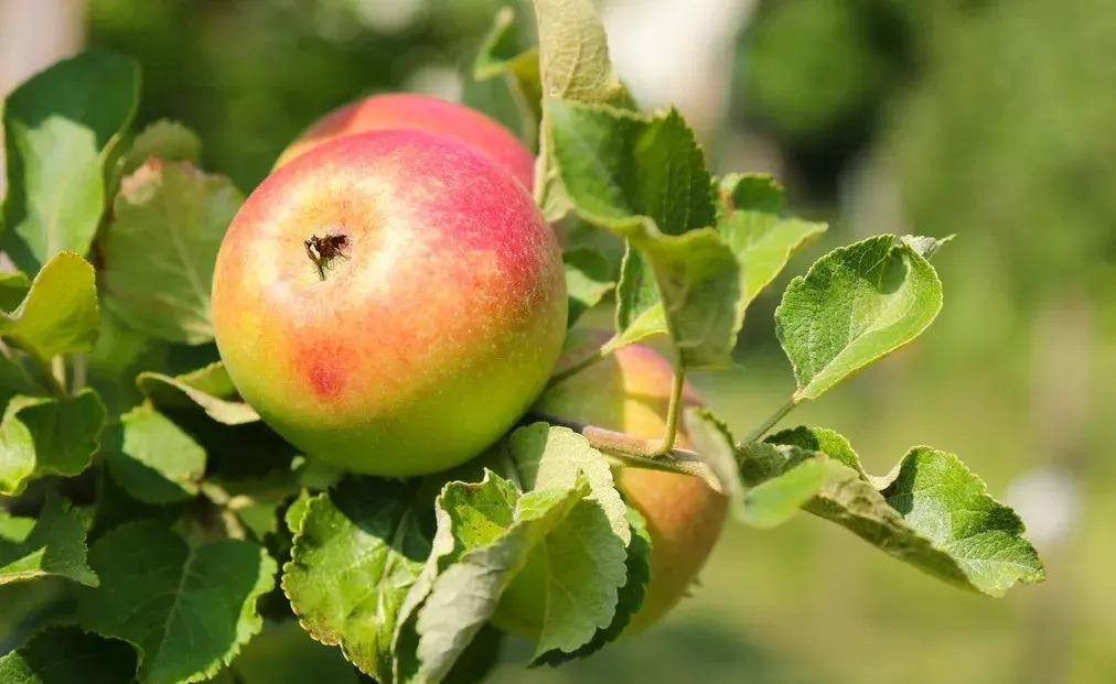 古代唯美的苹果名字 (日本唯美的苹果名字)