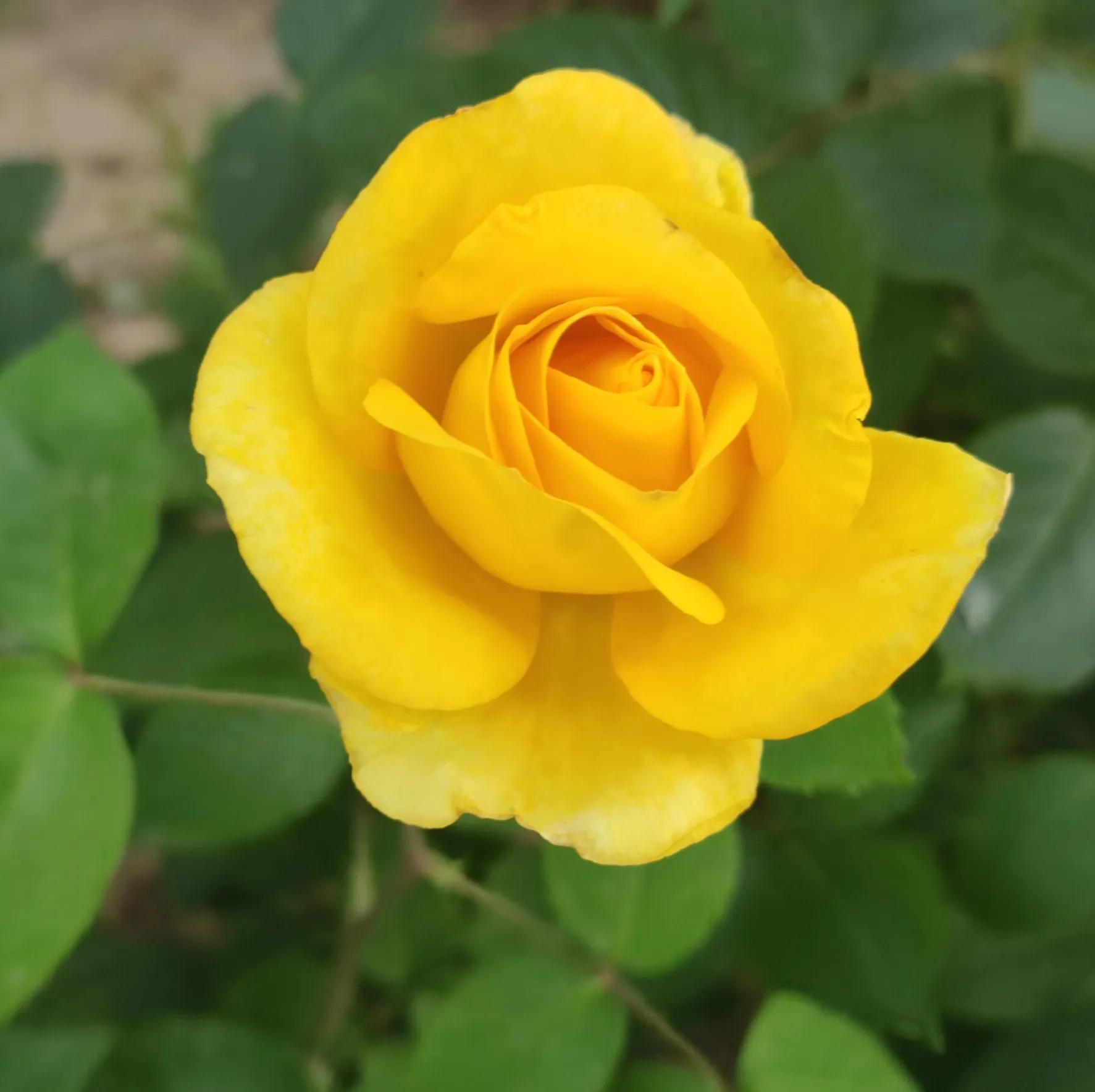 优秀作文:三个水杯,一段友谊