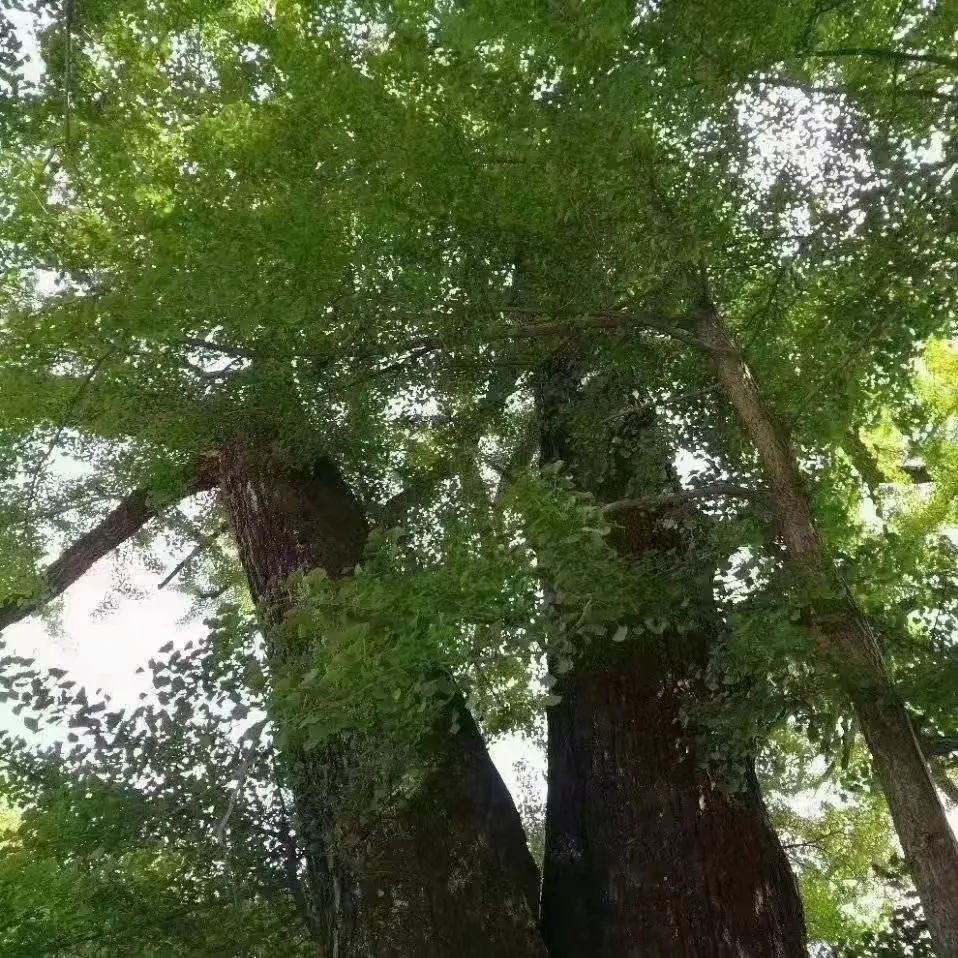杨景龙：唐宋词名篇鉴赏（一）｜李白《菩萨蛮》