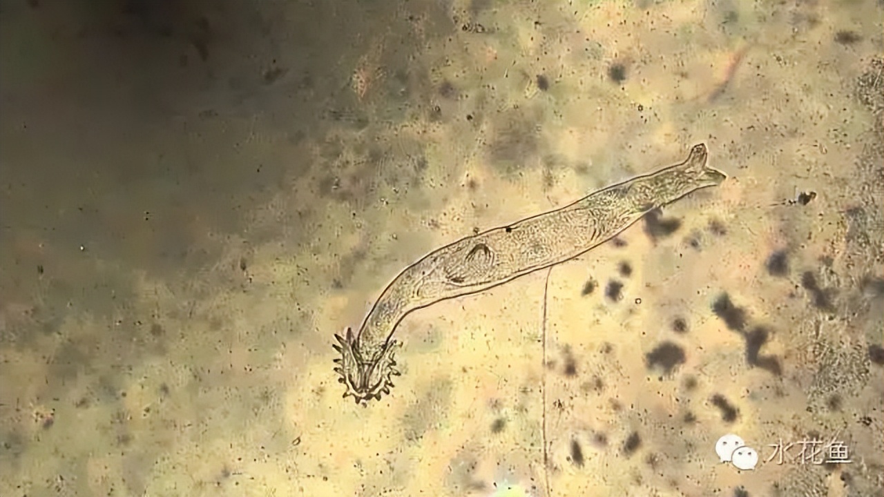鱼常见的寄生虫以及症状,怎么区分鱼身上的钉虫和孢子虫