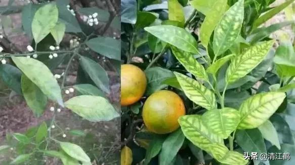 黄龙病树不砍除会自然枯死吗,黄龙树病能治理吗