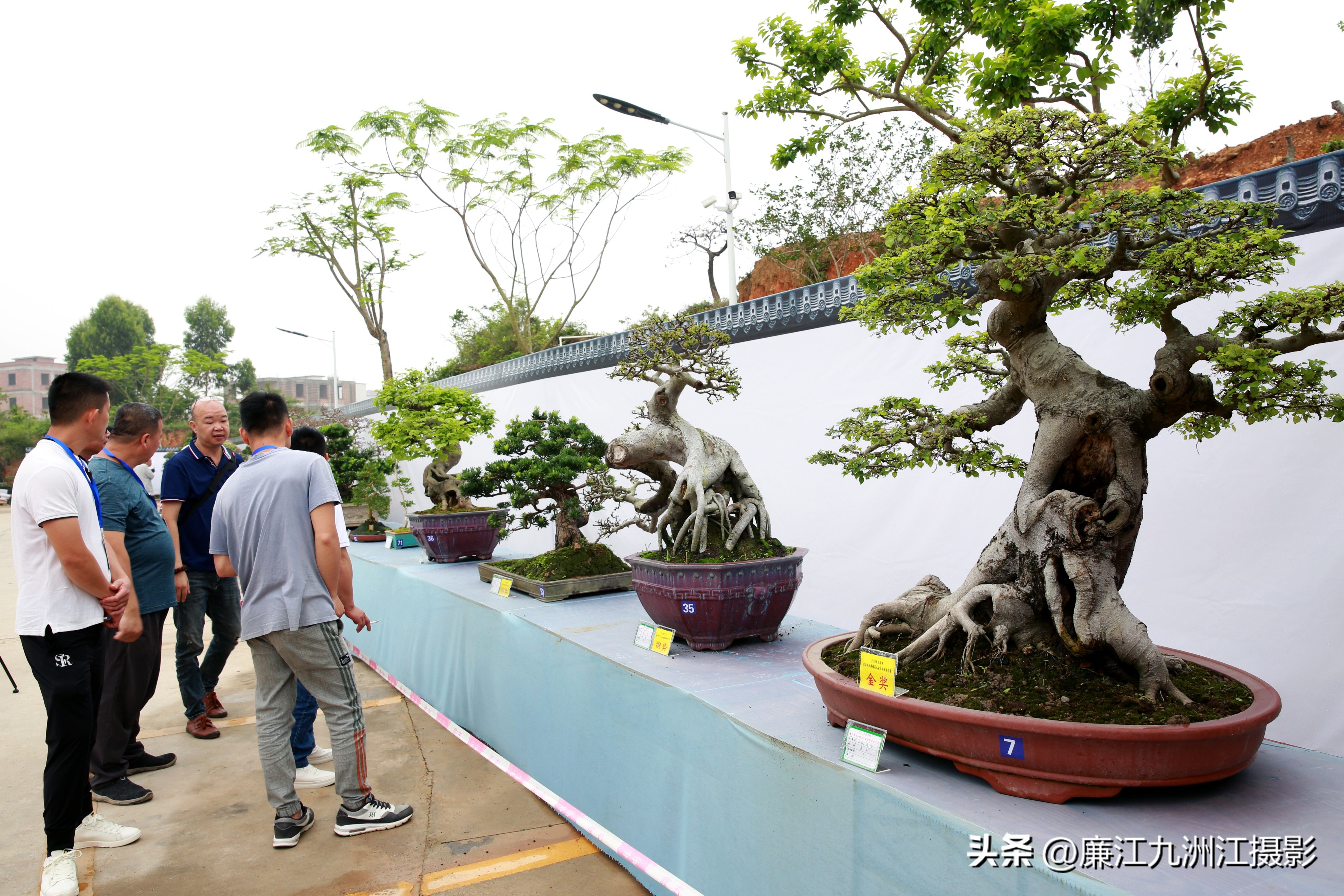 最高端的盆景展,一场惊艳的盆景展