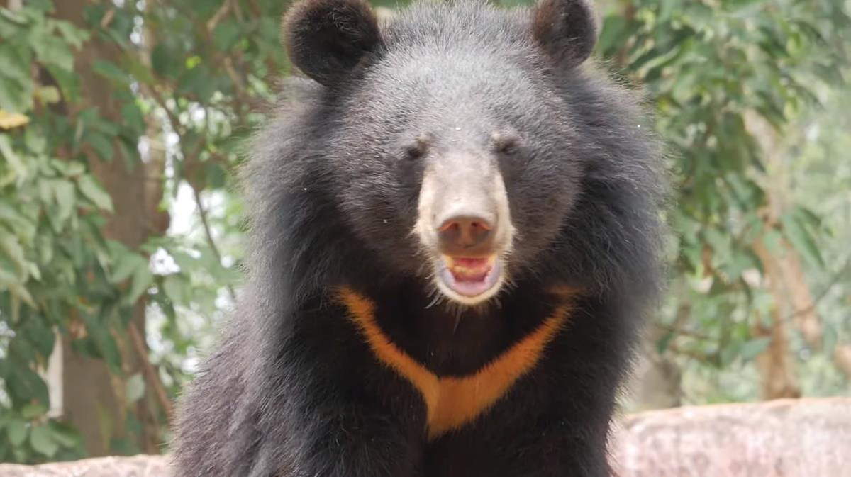 云南哀牢山有黑熊吗,云南深山老林发现黑熊