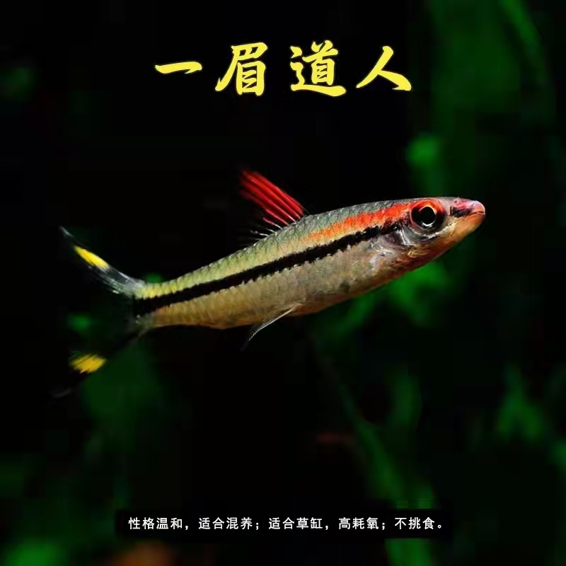 新手养观赏鱼全过程,新手养鱼入门基础教程小观赏鱼