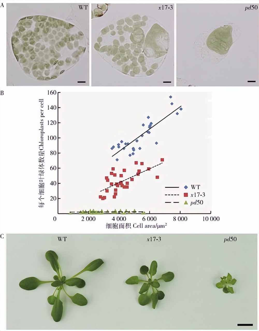 海藻糖代谢,海藻糖对植物抗逆性的作用